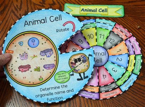 Check spelling or type a new query. Animal Cell Foldable