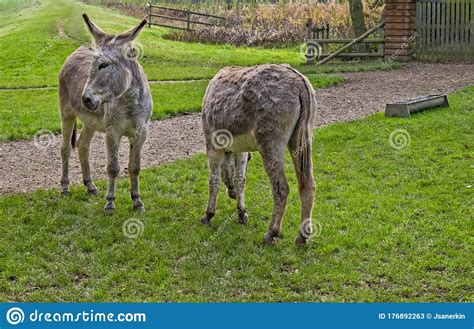 Donkeys Grazing At Bodenham Arboretum Worcestershire Stock Image