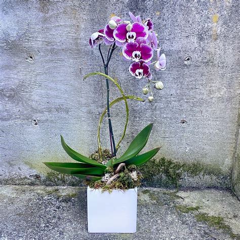 Color Phalaenopsis Orchid Plant In Seattle Wa Fiori Floral Design