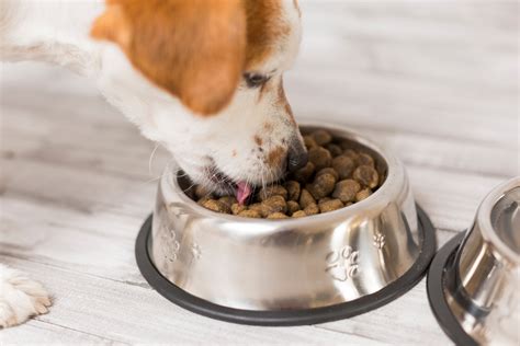 Do note these points to identify what is the best dog food and then decide to proceed with always keep in mind to keep a bowl of water next to the dry food bowl. How to Choose the Right Dog Food Bowl | Greenfield Puppies