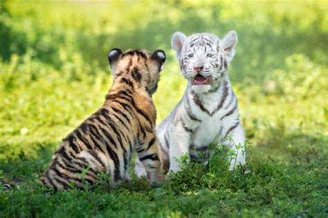 And yes, they have occasionally been known to kill and eat people, too. Tiger's Habitat: What do Tigers Eat? - Animal Sake