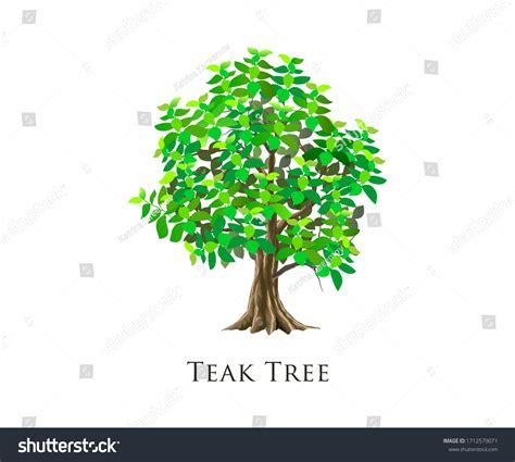 Teak Tree Vector Illustration Isolated Stock Vector Royalty Free