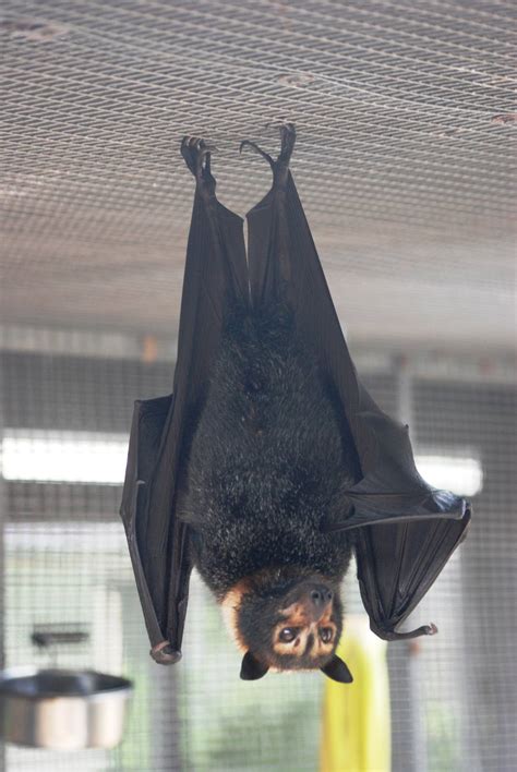 Spectacled Flying Fox At Lubee Bat Conservancy 111013 Zoochat