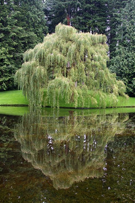 Willow Reflection Nature Tree Beautiful Nature Weeping Willow