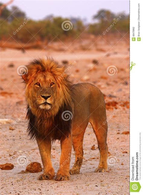 Magnificent Pride Of Lions Dad Stock Photo Image Of Animal Gathered