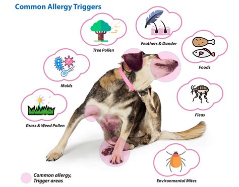 How To Take Care Of Dog Allergies Doggie Joy