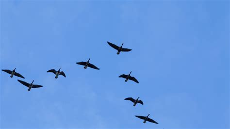 Migrating Birds Avoid Bad Weather — Which Makes Their Paths Predictable
