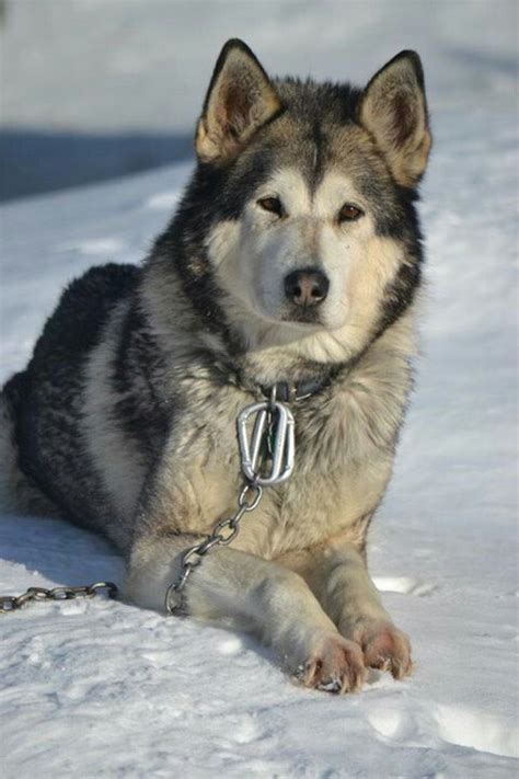 Are Alaskan Malamutes Half Wolf