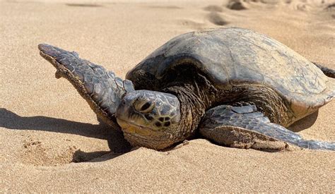 Where To See Sea Turtles On Oahu Top Spots