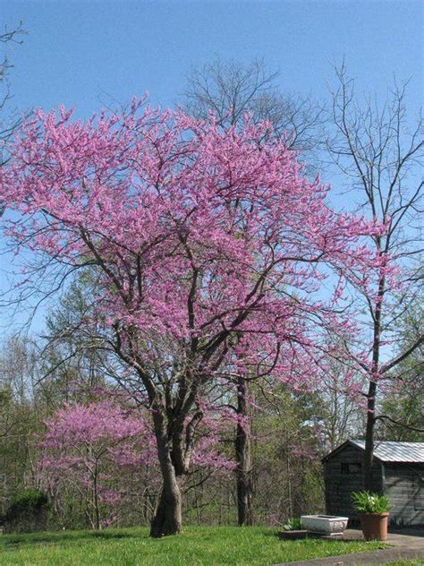 Redbud Tree Mccreary County Ky Tuin