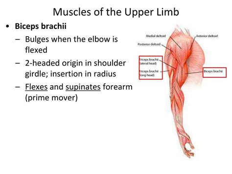 Ppt Muscles Of The Upper And Lower Limbs Powerpoint Presentation Id