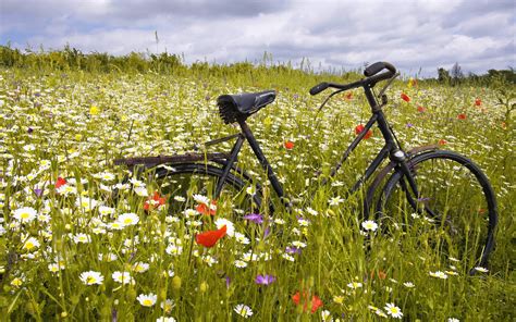 Free Download Bicycle Between Daisy Flowers Hd Wallpaper Hd Nature