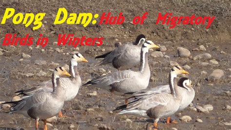 Pong Dam Hub Of Migratory Birds In Winters Youtube