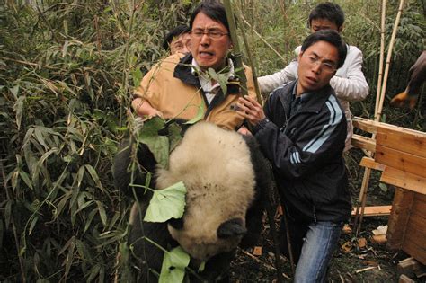 Giant Panda Habitat Destruction