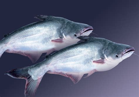 It has a mild flavor swai fish can definitely be a healthy choice to integrate into your meals. Menhaden Defenders