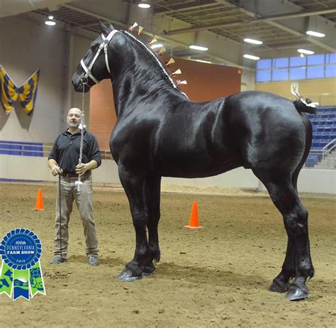 Pictured Is Bentley Winning The Best Of Breed At The 2016 Pa Farm Show