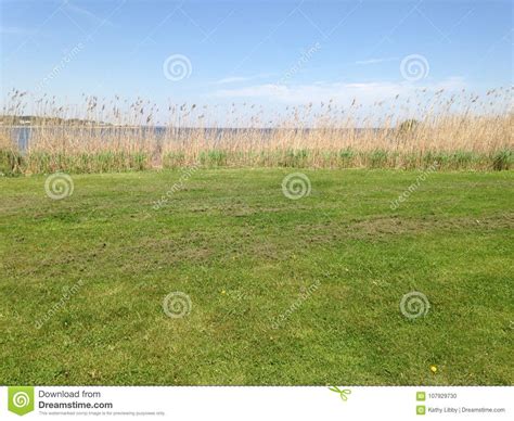 Grass Beside The Ocean Stock Photo Image Of Ocean Green 107929730