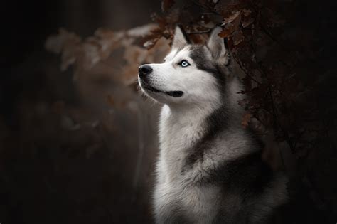 Siberian Husky Dog Breed Hd Animals 4k Wallpapers Images