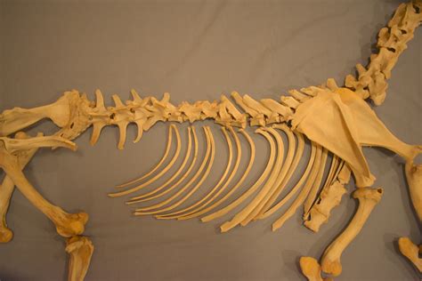 Deer Skeletal Diagram