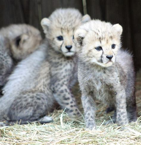 Four Cheetah Cubs Born At White Oak White Oak Conservation