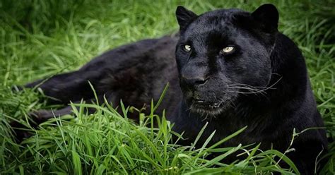 Creators of the power groove, pantera flew the flag for heavy metal in the 90's compiling a long list of gold and platinum album and home video releases. Sonhar com Pantera Quando o Verdadeiro Significado?