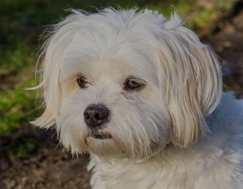 Havanese Dog Origin Temperament And Best Grooming Guide