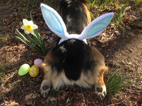 Easter egg bunny also relates to the decoration of the easter egg in the form a bunny. Rare Easter Bunny Sighting - Corgi Continent