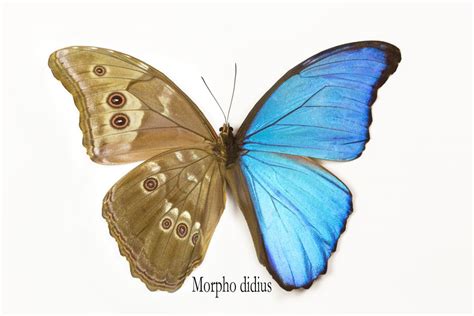 Blue Morpho Butterfly Morpho Didius Photography By