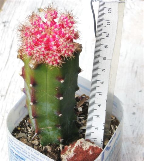 Grafting is one such technique which looks quite scary to do but believe me if you can do that then also i advise not to graft your loved plant & if you have any plant which is only for show and you are gymnocalycium mihanovichii. We provide non-chlorophyll rare cactus plants grafted on ...