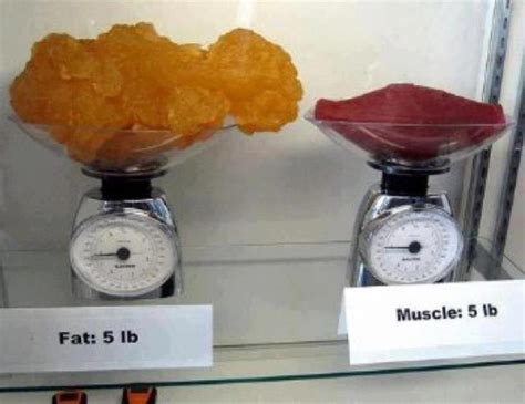 Be Fit Be Healthy Be Happy Body Composition Muscle Vs Fat