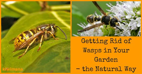 A bee brush helps get the stubborn ones off. Getting Rid of Wasps in Your Garden: The Natural Way ...