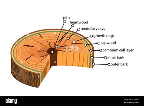 Anatomy Of A Tree Structure Of The Slice Of The Tree Layers In Cross Section Tree Trunk Layers