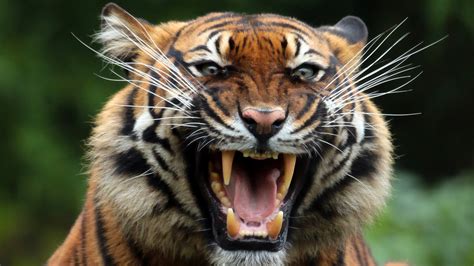 Tiger Teeths Hd Animals 4k Wallpapers Images Backgrounds Photos