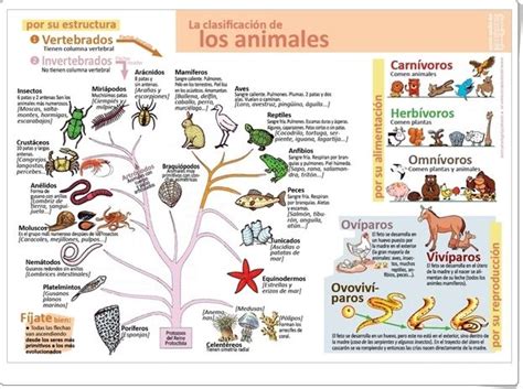 La Clasificación De Los Animales Infografía De Ciencias Naturales