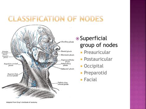 Ppt Cervical Lymphadenopathy Powerpoint Presentation Free Download