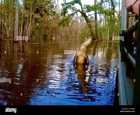 New Orleans Alligator Hi Res Stock Photography And Images Alamy