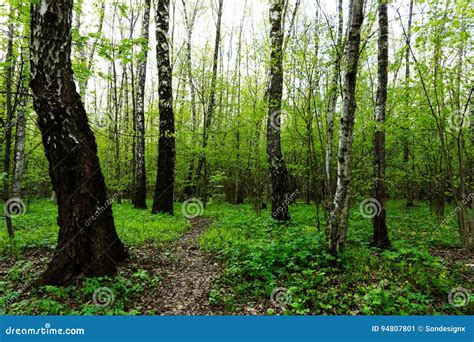 Nature Landscape View Of A Green Forest Jungle On Spring Season With