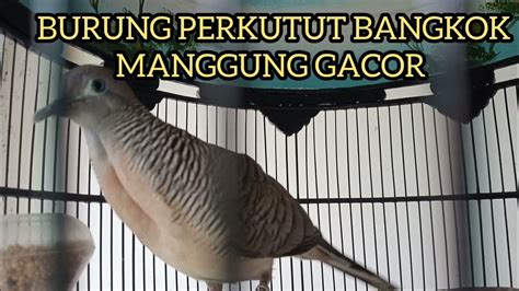 Burung Perkutut Bangkok Manggung Gacor Suara Merdu Burung Kelas Lomba Youtube