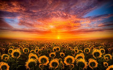 Download wallpaper images for osx, windows 10, android, iphone 7 and ipad. Sunset Red Sky Cloud Field With Sunflower Hd Desktop ...