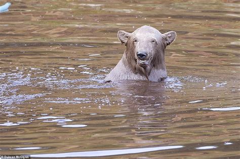 Ten Month Old Polar Bear Cub Hamish Enjoys A Playful Dip At His