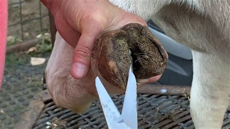 Basic Hoof Trimming Boer Goats Youtube