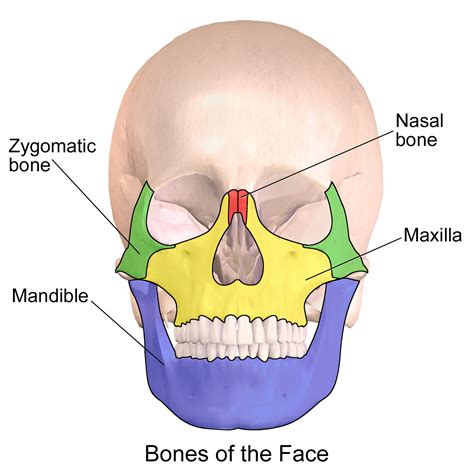 Zygomatic Fracture Treatment Recovery Surgery Symptoms