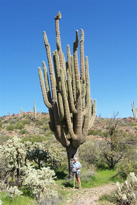 10 Interestingly Huge Cacti Photos That Make You Look Like A Midget