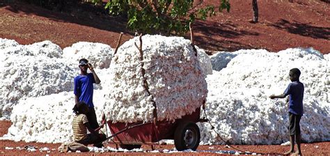 Nigeria Approves Two Gmo Cotton Varieties Anticipated To Boost