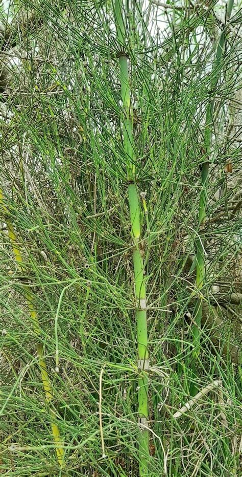 Equisetum Giganteum