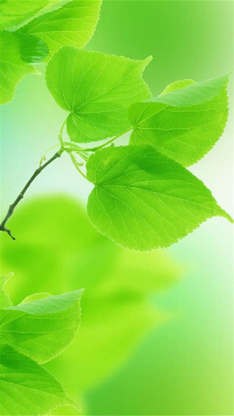 Free Download Green Leafs Iphone 5 Wallpaper Hd 640x1136 Hd Iphone 5