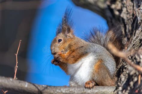 Two Eurasian Squirrels On The Tree Stock Image Image Of Vulgaris