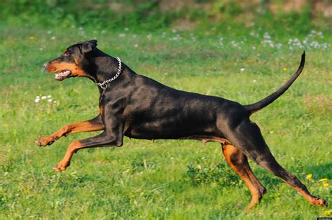 Fastest Dogs In The World 8 Canines Who Were Built For Speed Huffpost
