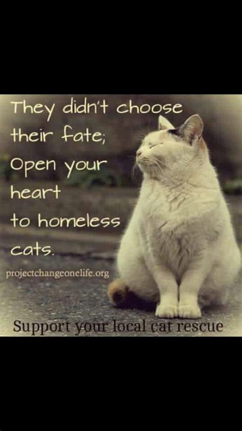 Open Your Heart To Homeless Cats Cats Feral Cats Cat