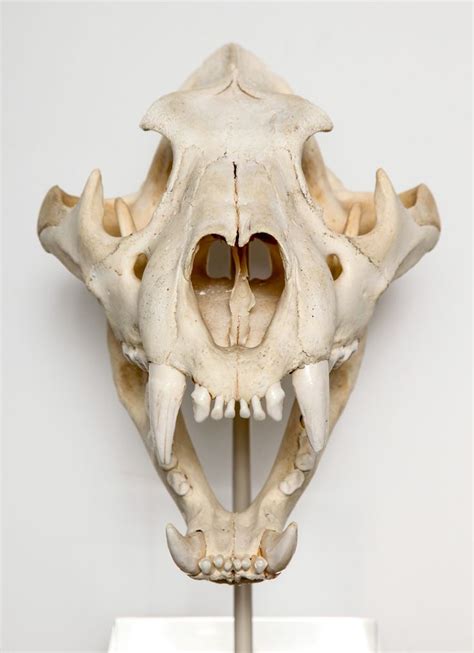 Tiger Skull Animal Skulls Skull Reference